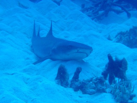 White-Tip Reef Shark, Great Barrier Reef, Australia